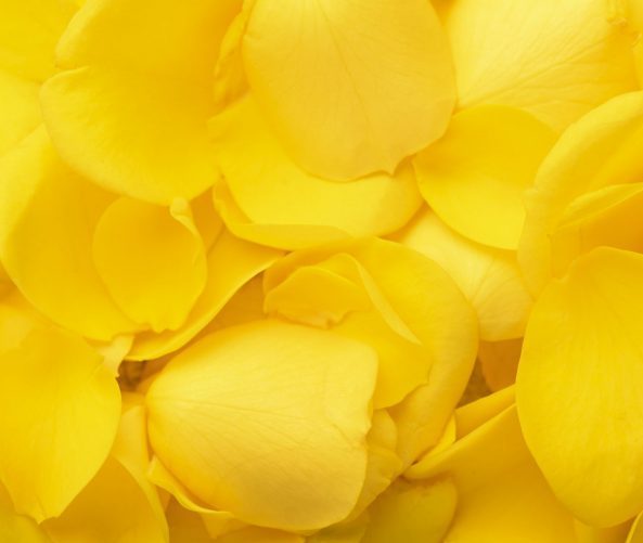 Beautiful yellow rose petals